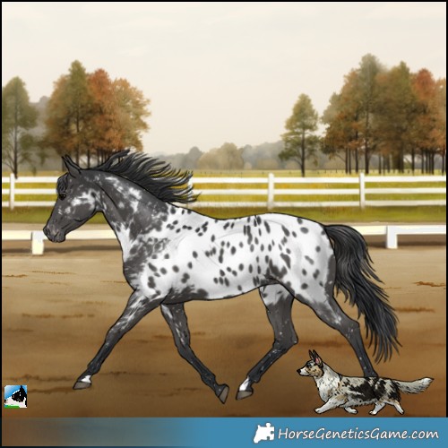 Horse Color:Black Appaloosa 