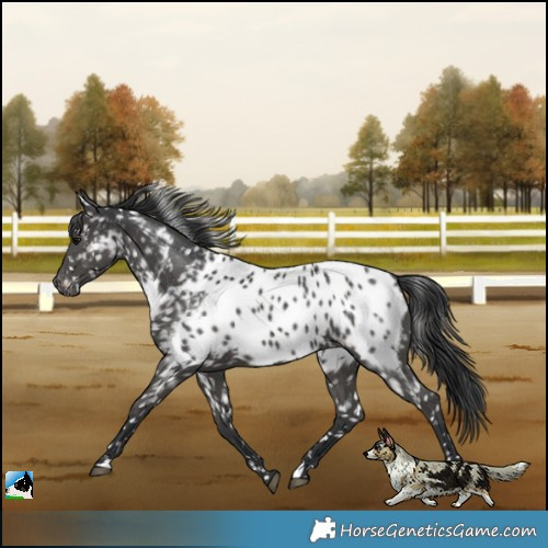 Horse Color:Black Near Leopard