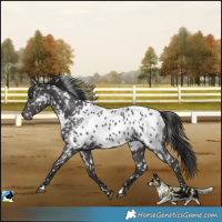 Horse Color:Black Near Leopard 