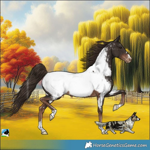 Horse Color:Liver Chestnut Appaloosa 