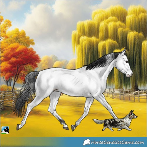 Horse Color:Grullo Roan Appaloosa 