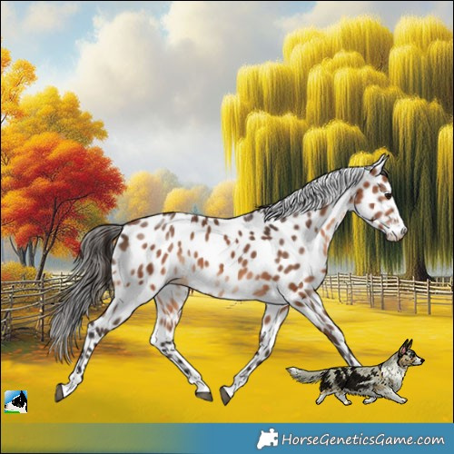 Horse Color:Bay Appaloosa 