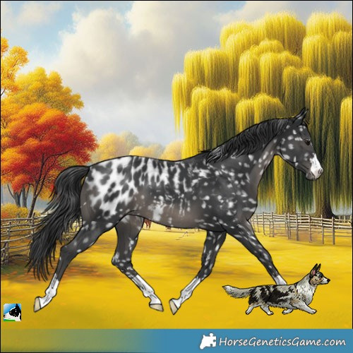 Horse Color:Black Blanket