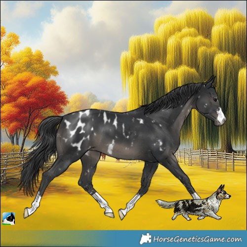 Horse Color:Black Appaloosa 