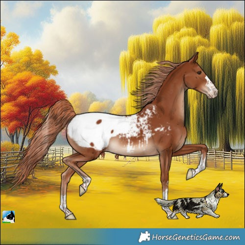 Horse Color:Chestnut Appaloosa 
