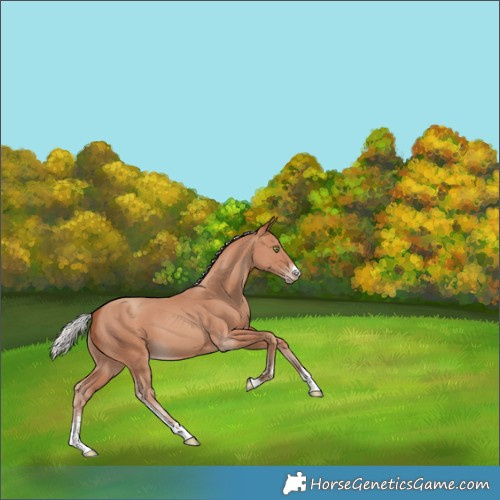 Horse Color:Silver Sable Champagne Sabino 