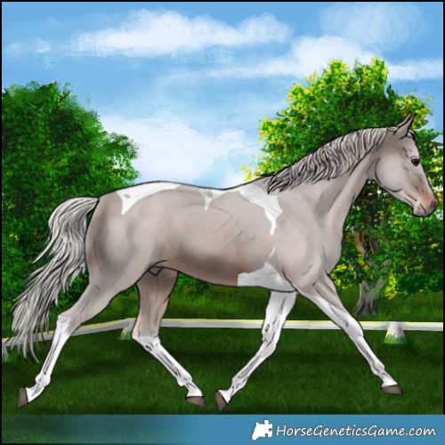 Horse Color:Silver Brown Tobiano