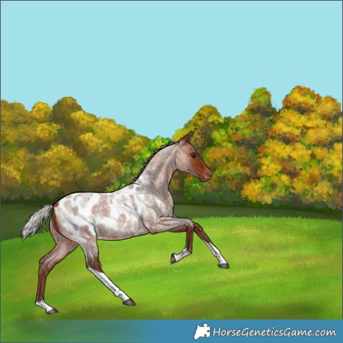 Horse Color:Silver Bay Roan Tobiano Appaloosa 
