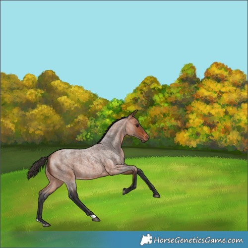 Horse Color:Bay Roan 