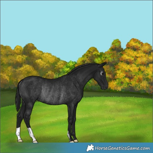 Horse Color:Gray Black Rabicano 