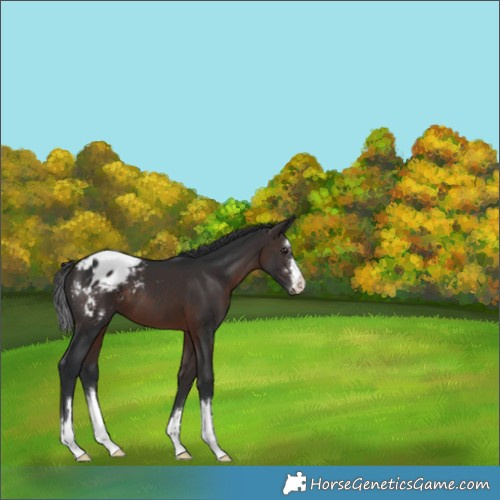 Horse Color:Brown Appaloosa