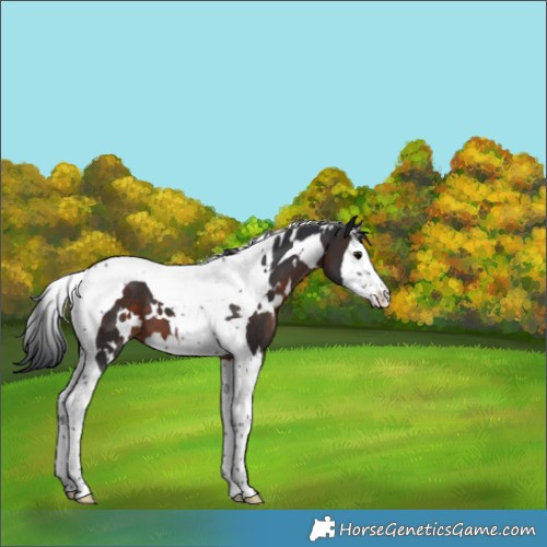 Horse Color:White Spotted Brown Splash Tobiano 