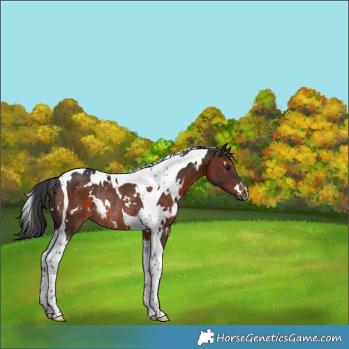 Horse Color:White Spotted Brown Tobiano Rabicano 