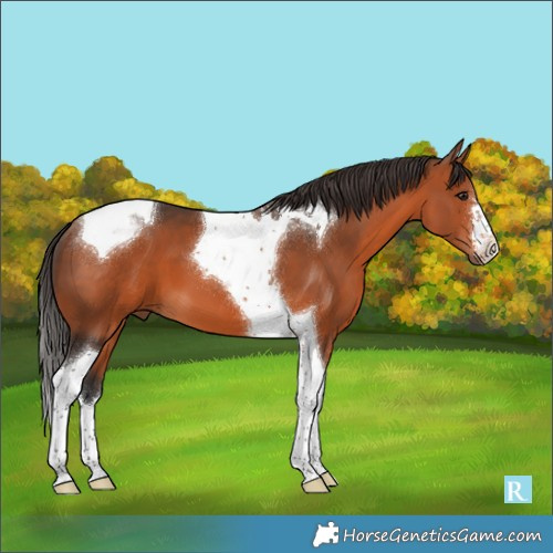 Horse Color:Bay Tobiano 