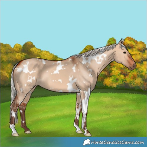Horse Color:White Spotted Silver Bay Dun