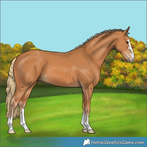Horse Color:Chestnut 