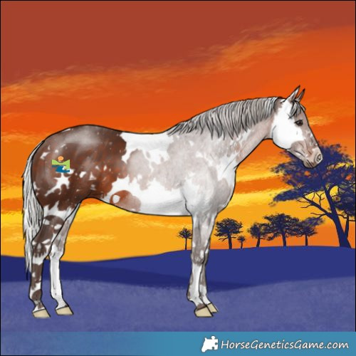 Horse Color:White Spotted Silver Brown Sabino Splash 
