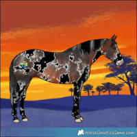Horse Color:White Spotted Brown Sabino Rabicano 