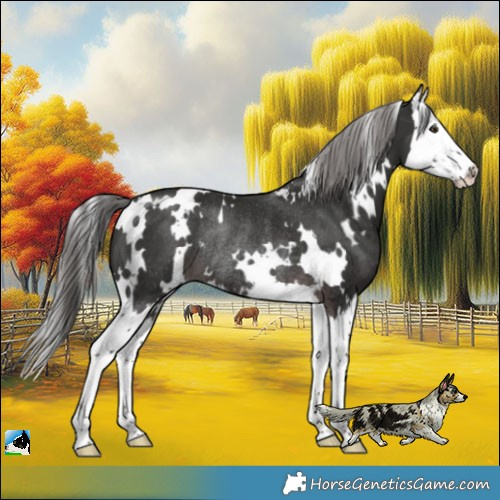 Horse Color:Platinum White Spotted Liver Chestnut Splash Rabicano 