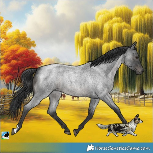 Horse Color:Platinum Blue Roan Mushroom Rabicano