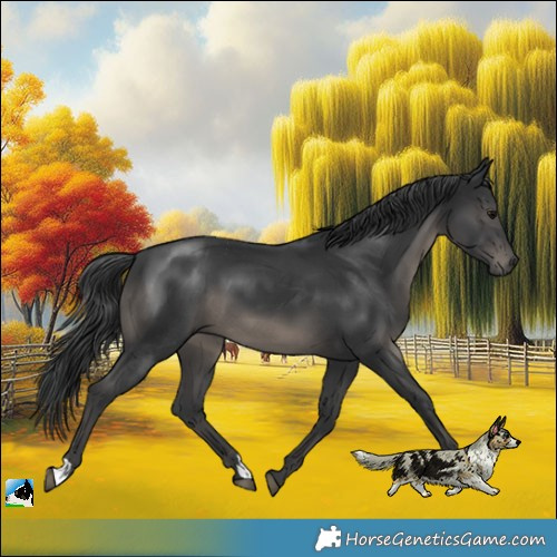 Horse Color:Platinum Black 