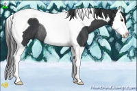 Horse Color:Black Splash Tobiano Rabicano