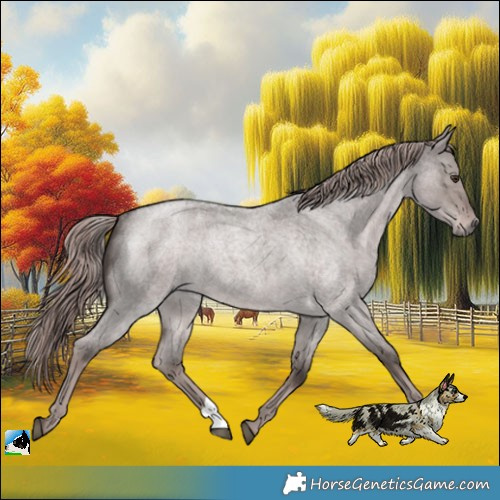 Horse Color:Platinum Liver Red Dun Roan Rabicano 