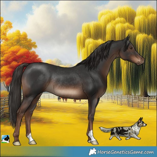 Horse Color:Liver Chestnut Rabicano 