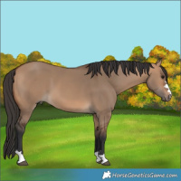 Horse Color:Bay Dun