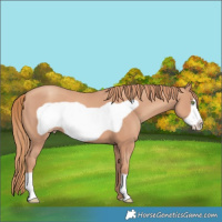 Horse Color:Gold Champagne Frame