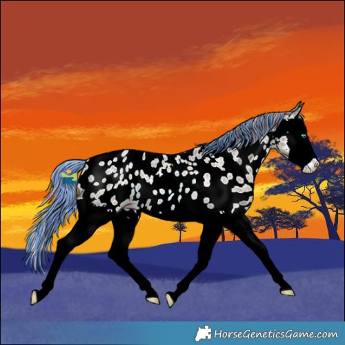 Horse Color:Painted Watercolor Red Ice Roan Splash Near Leopard 