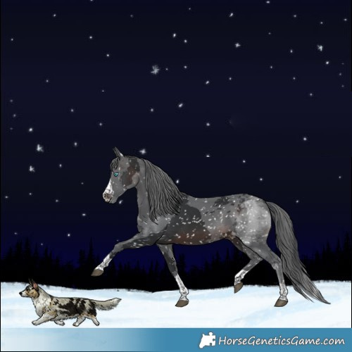 Horse Color:Brown Merle Appaloosa 
