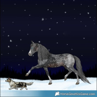 Horse Color:Brown Merle Appaloosa 
