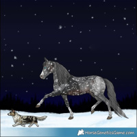 Horse Color:Brown Merle Appaloosa