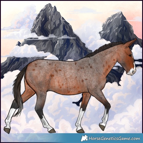Horse Color:Bay Roan Splash