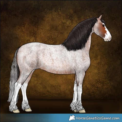 Horse Color:Bay Roan Splash