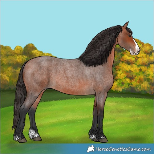 Horse Color:Bay Roan Splash