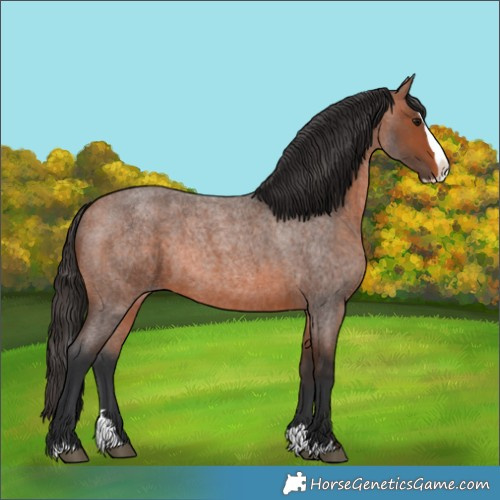 Horse Color:Bay Roan Splash