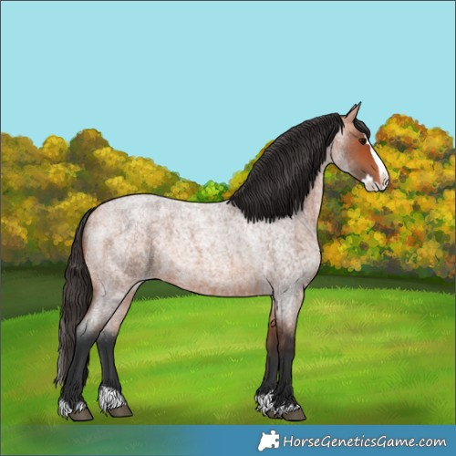 Horse Color:Bay Roan Splash