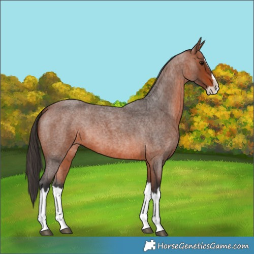 Horse Color:Bay Roan Splash