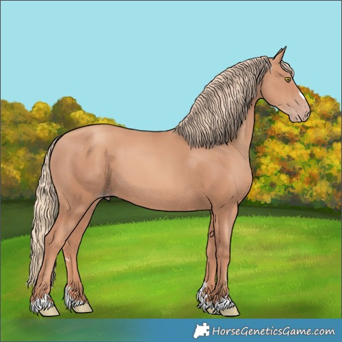 Horse Color:Gold Champagne 
