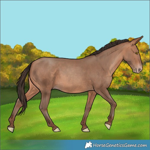 Horse Color:Amber Champagne
