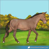 Horse Color:Amber Champagne 