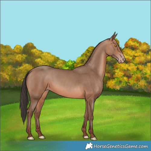 Horse Color:Sable Champagne
