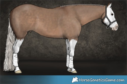 Horse Color:White Spotted Silver Grullo Splash 