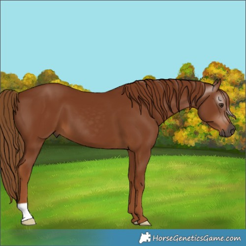 Horse Color:Gray Chestnut