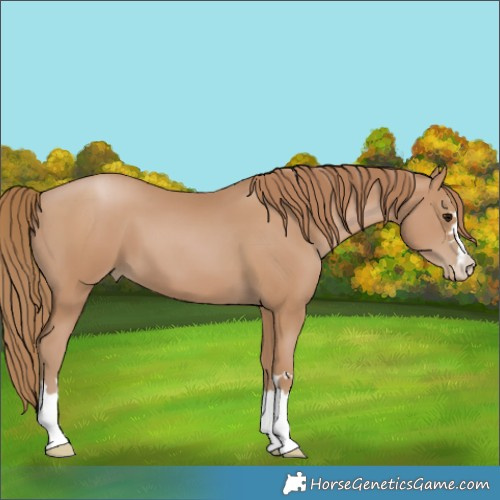 Horse Color:Black Pearl
