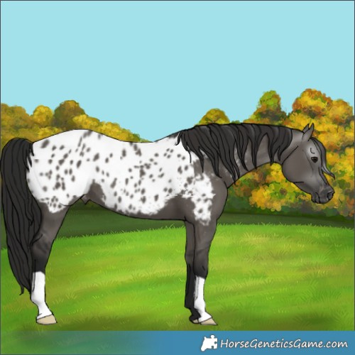 Horse Color:Gray Grullo Blanket 