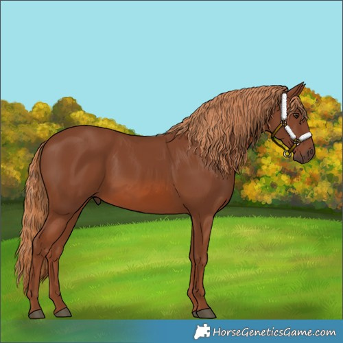 Horse Color:Chestnut 