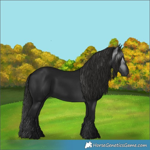 Horse Color:Gray Black 